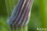 Cow Parsley (Anthriscus sylvestris)