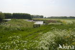 Cow Parsley (Anthriscus sylvestris)