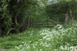 Cow Parsley (Anthriscus sylvestris)