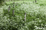 Cow Parsley (Anthriscus sylvestris)