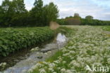 Cow Parsley (Anthriscus sylvestris)