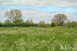 Cow Parsley (Anthriscus sylvestris)