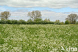 Cow Parsley (Anthriscus sylvestris)