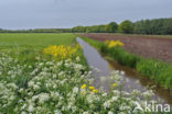 Cow Parsley (Anthriscus sylvestris)