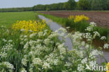 Cow Parsley (Anthriscus sylvestris)