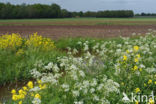 Cow Parsley (Anthriscus sylvestris)