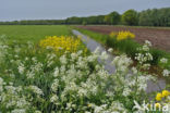 Cow Parsley (Anthriscus sylvestris)