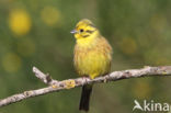 Yellowhammer (Emberiza citrinella)