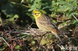 Yellowhammer (Emberiza citrinella)