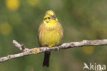 Yellowhammer (Emberiza citrinella)