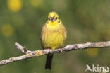 Yellowhammer (Emberiza citrinella)