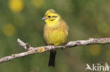 Yellowhammer (Emberiza citrinella)