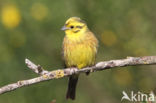Yellowhammer (Emberiza citrinella)