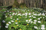 Yellow Anemone (Anemone ranunculoides)