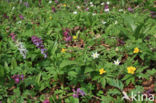 Gele anemoon (Anemone ranunculoides)