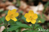 Gele anemoon (Anemone ranunculoides)