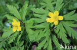 Yellow Anemone (Anemone ranunculoides)