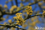 Gele kornoelje (Cornus mas)