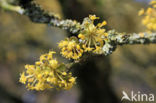 Gele kornoelje (Cornus mas)