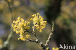 Gele kornoelje (Cornus mas)