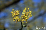 Gele kornoelje (Cornus mas)