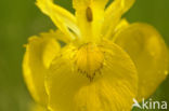 Gele lis (Iris pseudacorus)