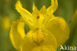 Gele lis (Iris pseudacorus)