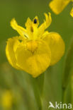 Gele lis (Iris pseudacorus)