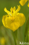 Gele lis (Iris pseudacorus)