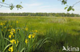 Gele lis (Iris pseudacorus)