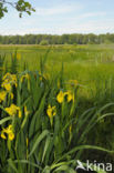 Gele lis (Iris pseudacorus)