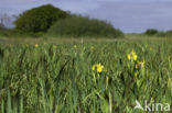 Gele lis (Iris pseudacorus)