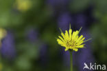 Gele morgenster (Tragopogon pratensis ssp. pratensis)