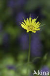 Gele morgenster (Tragopogon pratensis ssp. pratensis)