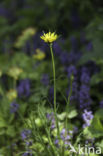 Gele morgenster (Tragopogon pratensis ssp. pratensis)