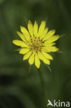 Gele morgenster (Tragopogon pratensis ssp. pratensis)