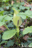 Gevlekte aronskelk (Arum maculatum)