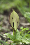 Gevlekte aronskelk (Arum maculatum)