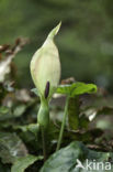 Gevlekte aronskelk (Arum maculatum)
