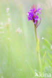 Gevlekte rietorchis (Dactylorhiza praetermissa var. junialis)