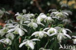 Gevuld sneeuwklokje (Galanthus nivalis c.v. plena)
