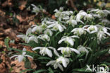 Galanthus nivalis c.v. plena