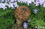 Gewone morielje (Morchella esculenta)