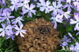 Common morel (Morchella esculenta)