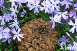 Gewone morielje (Morchella esculenta)