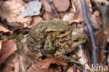 Gewone pad (Bufo bufo)