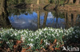 Gewoon sneeuwklokje (Galanthus nivalis)