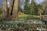 Gewoon sneeuwklokje (Galanthus nivalis)