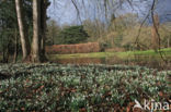 Gewoon sneeuwklokje (Galanthus nivalis)