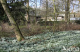 Common Snowdrop (Galanthus nivalis)